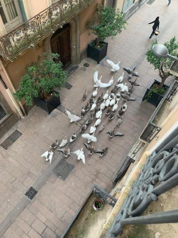 Ferienwohnung Bartissol Et Maillol Perpignan Exterior foto